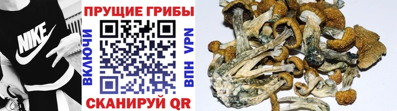 Псилоцибиновые грибы MAGIC MUSHROOMS Волжский